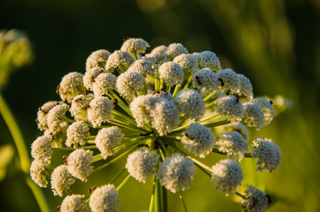 Wildflowers close up
