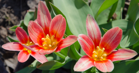 A red-flowered tulip is visited by a bee.の写真素材
