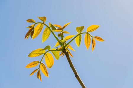 Young leaves of trees on a blurred background.