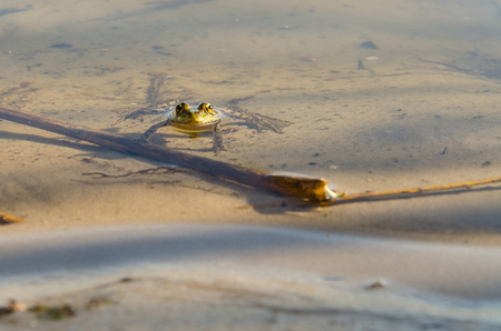 A frog sitting in a quiet riverの写真素材