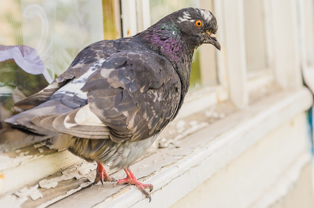 Curious pigeon sitting on a window sill on a sunny summer dayの写真素材