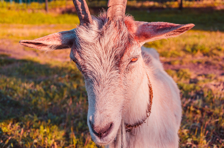 Interested goat walks in a meadow in a children's parkの写真素材