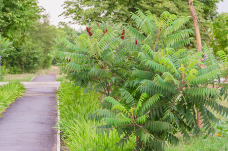 Lone asphalt path in a children's park waiting for childrenの写真素材