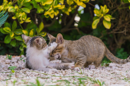 Beautiful kitten in nature, in the yard running, jumping and playing.の写真素材