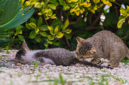 Beautiful kitten in nature, in the yard running, jumping and playing.の写真素材