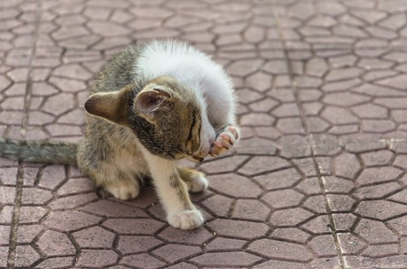 Beautiful kitten in nature, in the yard running, jumping and playing.の写真素材