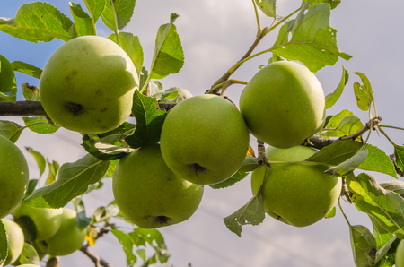 Green apples on the treeの写真素材