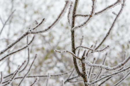 Snow on the leaves and branches of bushes with black berries.