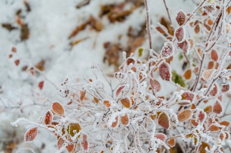Snow on the leaves and branches of bushes with black berries.の写真素材