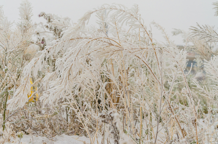 Dry plants appear through loose snow.の写真素材