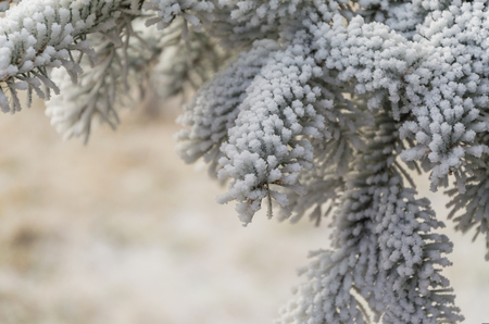 Christmas tree branches in the snow and on a blurred background.の写真素材