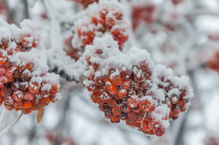Red rowan under white snow in winter on a blurred background.の写真素材