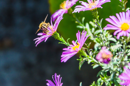 Flying bee next to beautiful lilac flowers.の写真素材