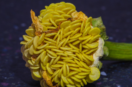 Good closeup of yellow sweet pepper seeds.の写真素材