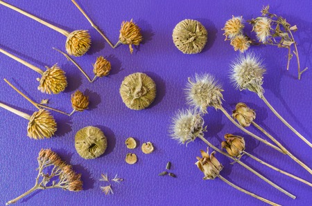 Still life of dried flowers on a blue background.の写真素材