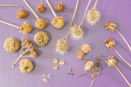 Still life of dried flowers on a blue background.
