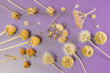 Still life of dried flowers on a blue background.の写真素材