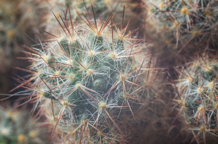 Blurred macro shot of cactus in a foggy background.の写真素材