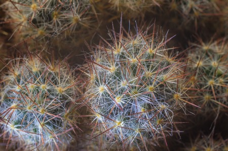 Blurred macro shot of cactus in a foggy background.の写真素材