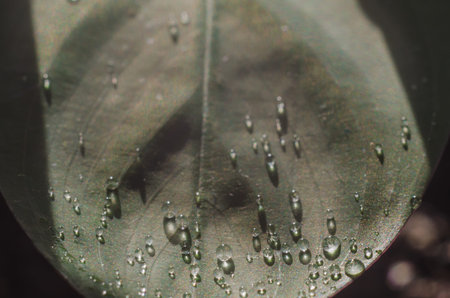 Large drops of water on the leaf of a home flower.