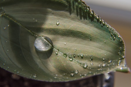 Large drops of water on the leaf of a home flower.の写真素材