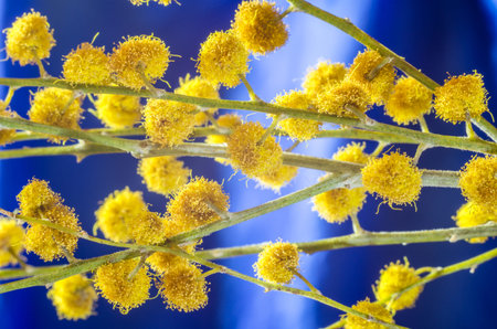 Twigs of a mimosa flower on a blue background and a white rose.