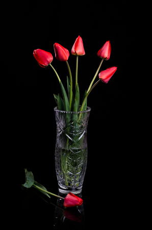 Bouquet of red tulips in a large vase on a black background.の写真素材