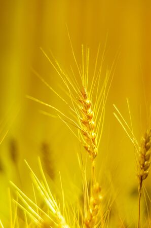 Home shot of wheat spikelets on different backgrounds.の写真素材