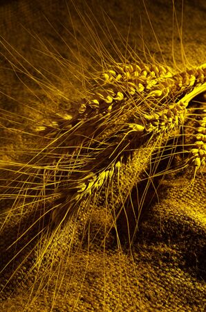 Spikelets of wheat lying on the burlap and a ray of light illuminates them.の写真素材