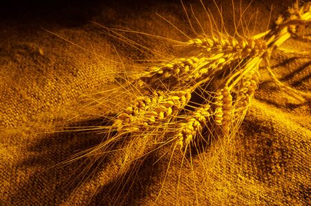 Spikelets of wheat lying on the burlap and a ray of light illuminates them.の写真素材