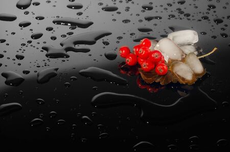 Unusual gradient background with rowan and ice.の写真素材