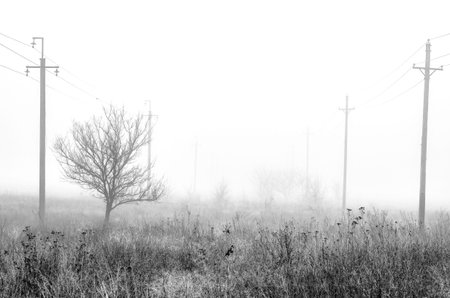 Fog and diverse nature in black and white photographs