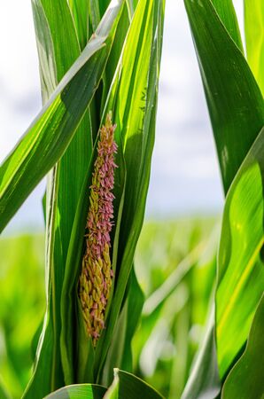 A large field of freshly harvested corn.の写真素材