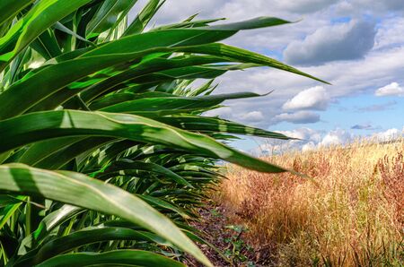 A large field of freshly harvested corn.の写真素材