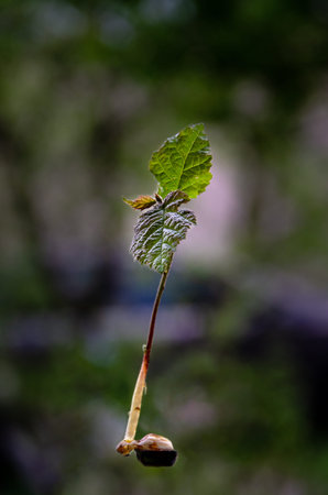 germinated hazelnut with roots and leavesの写真素材