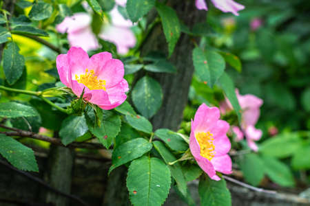 Blooming rosehip bush in the garden closeup on a blurred background.の写真素材