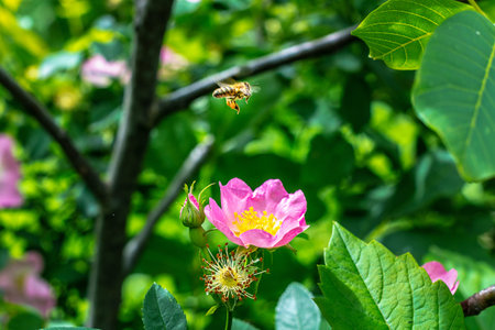 Blooming rosehip bush in the garden closeup on a blurred background.