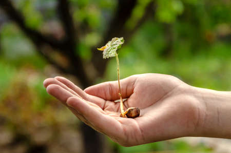 Hands holding young plant with soilの写真素材