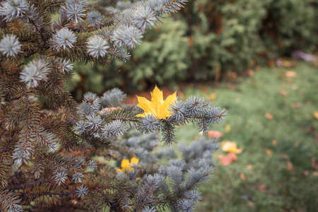 Autumn cityscapes as well as children's parks on an autumn day.の写真素材