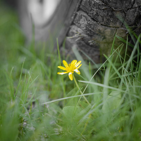 A flower caught under the wheels of a car.