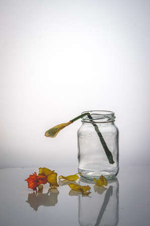 Dried yellow flowers in the light.の写真素材
