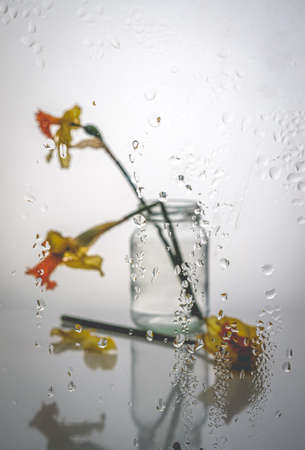 Dried yellow flowers in the light.の写真素材