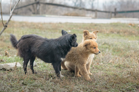 Packs of dogs walking the streets of the city.