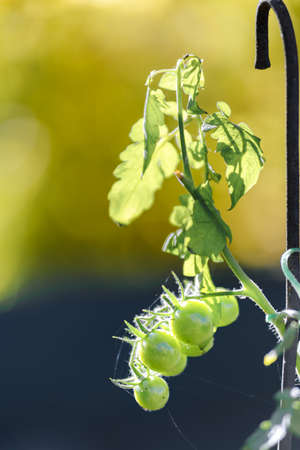 Green small tomatoes on a beautiful blurred background.の写真素材