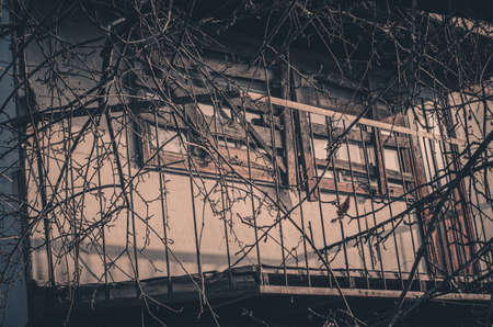 Lonely blossoming apricot in a field among old trees.の写真素材