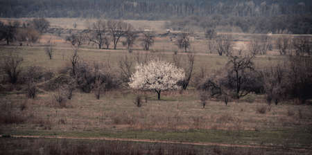 Lonely blossoming apricot in a field among old trees.の写真素材