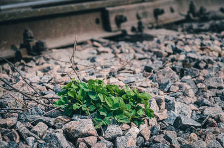 A tree against the backdrop of a beautiful sunset sky in our nature.の写真素材