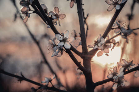 A tree against the backdrop of a beautiful sunset sky in our nature.の写真素材
