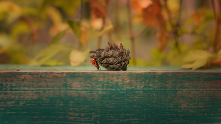 Two red ladybugs travel on a wooden railing with a beautiful background. selective focus.の写真素材