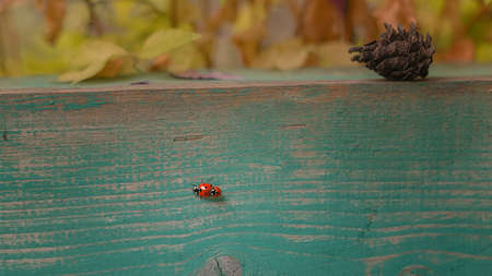 Two red ladybugs travel on a wooden railing with a beautiful background. selective focus.の写真素材